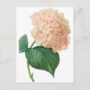 Vintage-Rosa-Hortensie-Blüte von Redoute Postkarte