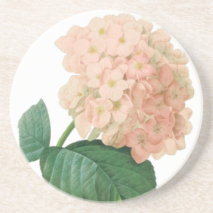 Vintage rosa Hortensie-Blüte von Redoute Sandstein Untersetzer