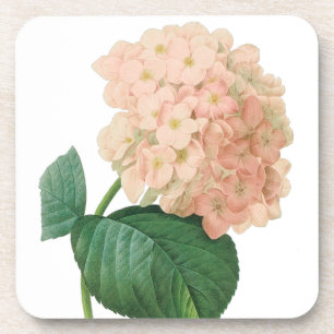 Vintage rosa Hydrangeahortensia-Blume durch Untersetzer