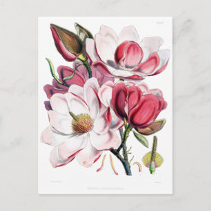 Vintage-Rosa-Magnolien-Blumen-Botanik-Illustration Postkarte