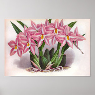 Vintage Rosa Orchideen Crispum Fastuosum Poster