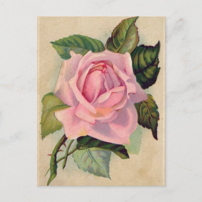 Vintage Rosa Postkarte (Vorderseite)