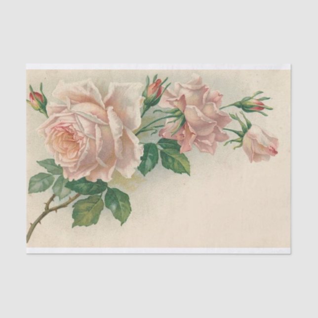 Vintage rosa Rose Seidenpapier (Vorderseite)