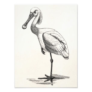 Vintage rosa Spoonbill-Antiken-Vogel-Schablone Fotodruck