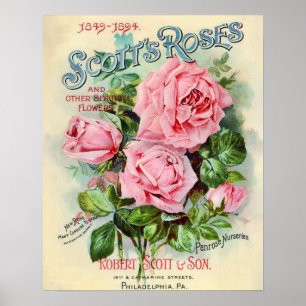 Vintage Rose Blume Katalog Deckblatt Illustration Poster