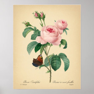 Vintage Rose Druck Schmetterling Druck von Redoute Poster