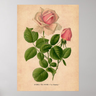 Vintage Rose Druckplakat Poster