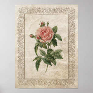 Vintage Rose I Botanisch Poster