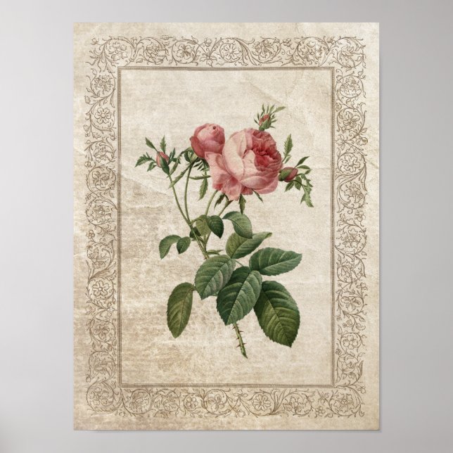 Vintage Rose III Botanisch Poster (Vorne)