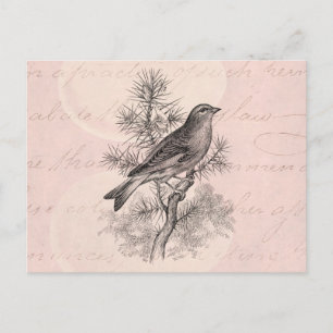 Vintage Rose Linnet Song Bird Finch Birds aus dem  Postkarte
