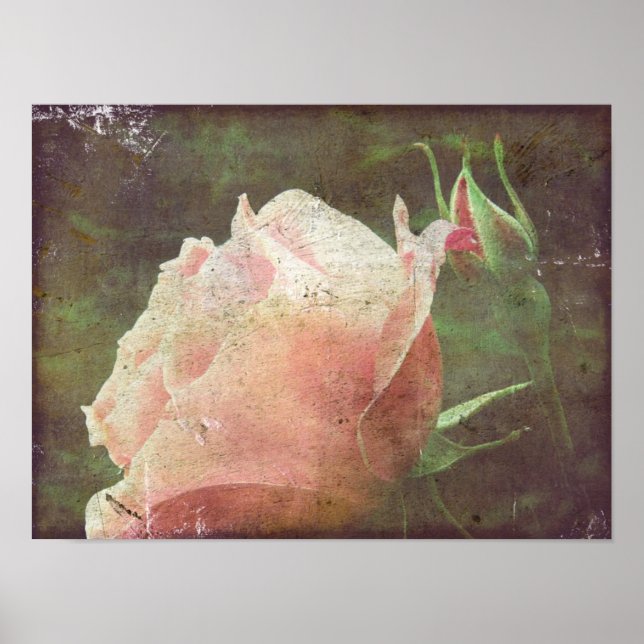 Vintage Rose Poster (Vorne)