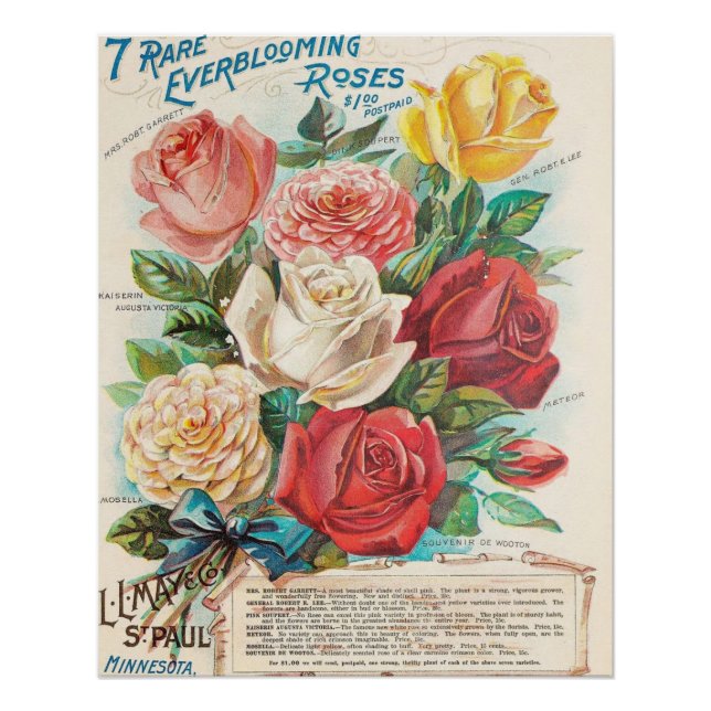 Vintage Rose Poster (Vorderseite)