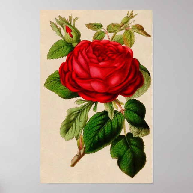 Vintage Rose Poster (Vorne)