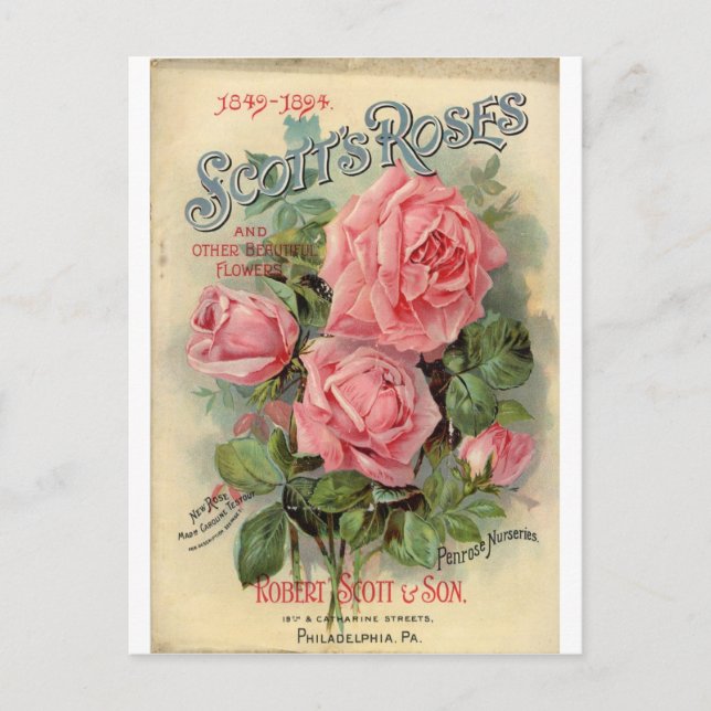 Vintage Rose Postkarte (Vorderseite)