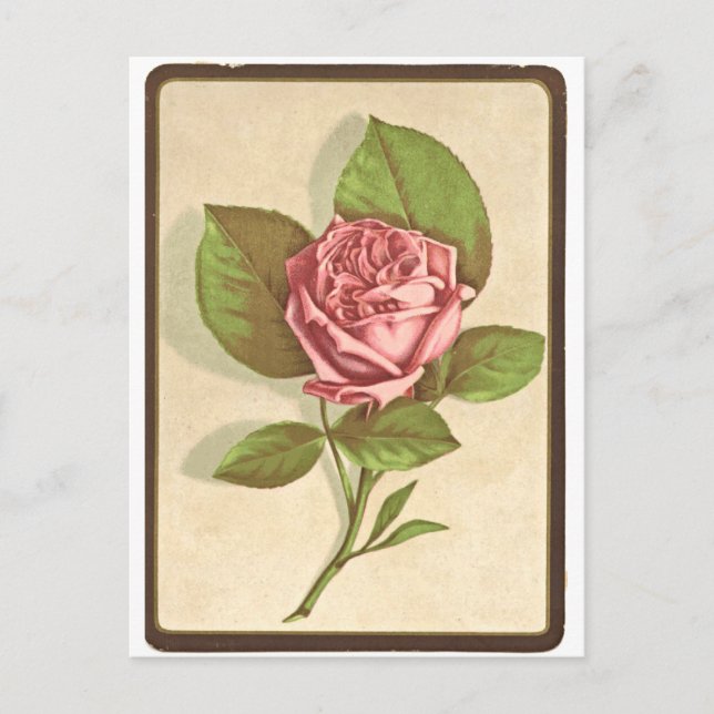Vintage Rose Postkarte (Vorderseite)