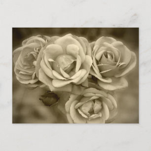 Vintage Rose Postkarte
