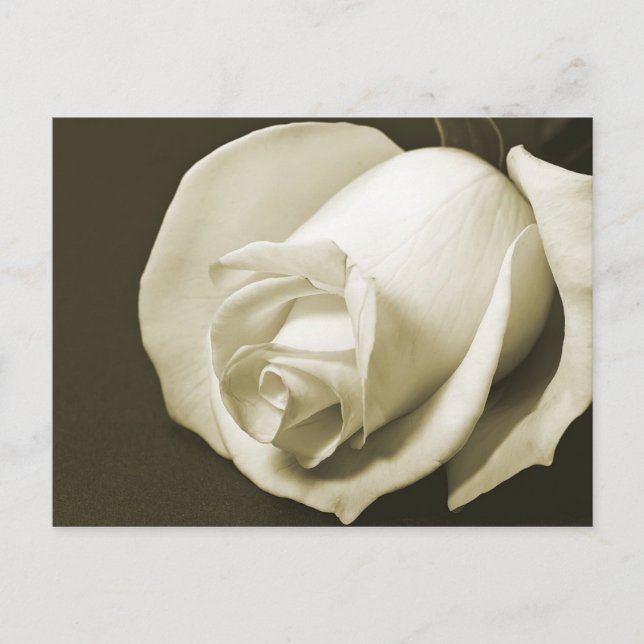 Vintage Rose Postkarte (Vorderseite)