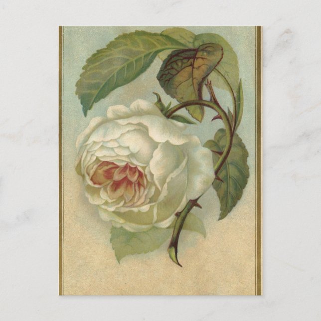 Vintage Rose Postkarte (Vorderseite)