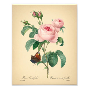 Vintage Rose Schmetterling Rosa Blume von Redoute  Fotodruck
