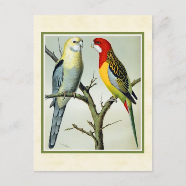 Vintage Rosella Parakeets Illustration Postkarte (Vorderseite)