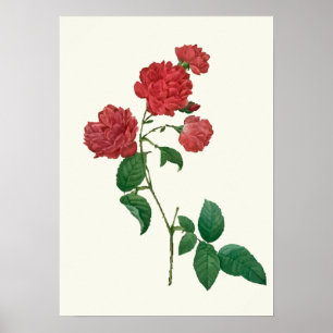 Vintage Rosen-botanischer Druck Poster