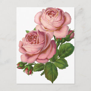 Vintage Rosen Postkarte