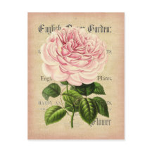 Vintage-Rosenblume feminine florale Postkarte