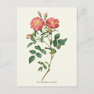 Vintage Rosenstöcke Botanische Schrift Postkarte
