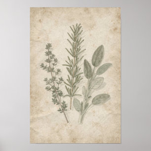 Vintage-Rosmarin-Thymian-Salbei-Herbarium-Poster Poster