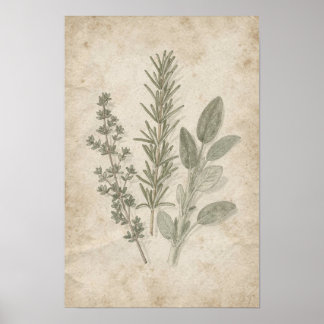 Vintage-Rosmarin-Thymian-Salbei-Herbarium-Poster Poster