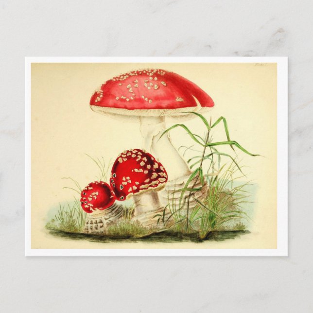 Vintage rote Pilz / Fliegenpilz Postkarte (Vorderseite)