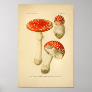 Vintage Rote Pilze Kunst, Französisch Poster