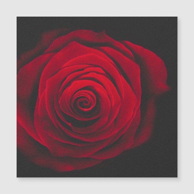 Vintage rote Rose auf schwarzem Hintergrund Magnetkarte (Vorderseite)