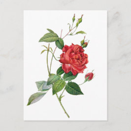 Vintage rote Rose Blumenkarte Postkarte