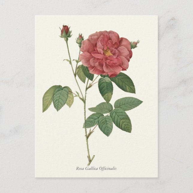Vintage Rote Rose Botanische Schrift Postkarte (Vorderseite)