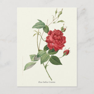 Vintage Rote Rose Botanische Schrift Postkarte