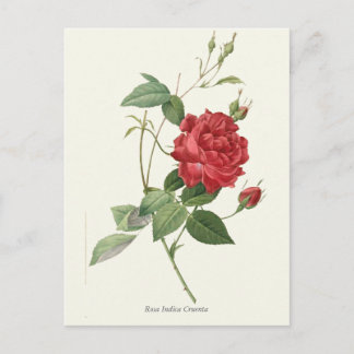 Vintage Rote Rose Botanische Schrift Postkarte