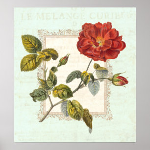 Vintage Rote Rose Poster