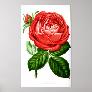 Vintage Rote Rose Poster