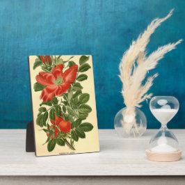 Vintage Rote Rose Rosa Rugosa Fotoplatte