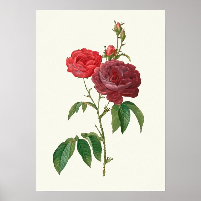 Vintage Rote Rosen Botanische Schrift Poster (Vorne)