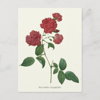 Vintage Rote Rosen Botanische Schrift Postkarte