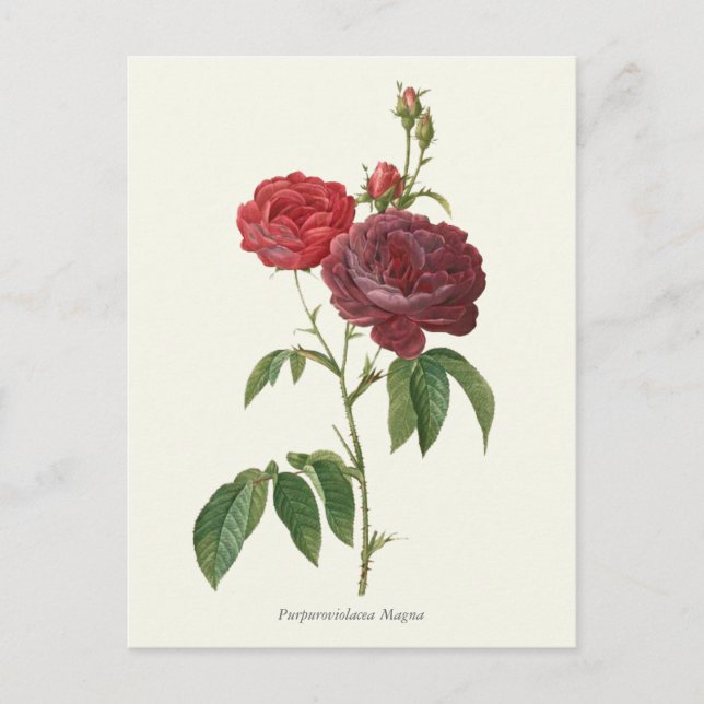 Vintage Rote Rosen Botanische Schrift Postkarte (Vorderseite)
