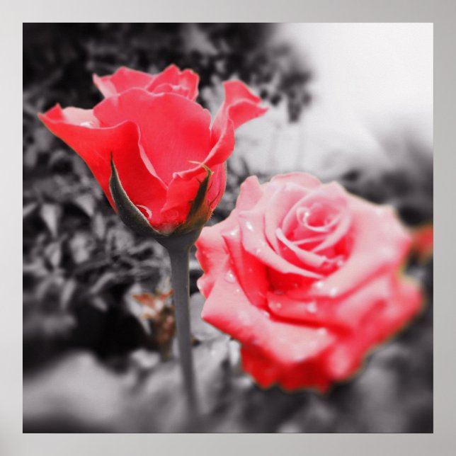 Vintage Rote Rosen Poster (Vorne)
