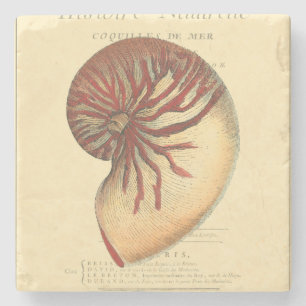 Vintage rote Tritonshorn-Muschel Steinuntersetzer