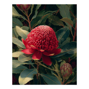 Vintage Rote Waratah Botanische Kunst Poster