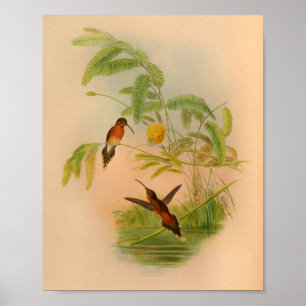 Vintage Roter Kolibri Druck Blumen Poster