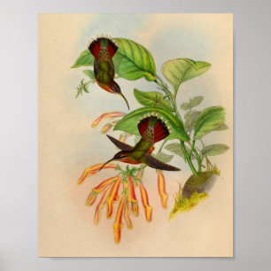 Vintage Roter Kolibri Druck Orangefarbene Blumen Poster