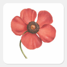 Vintage roter Mohn botanischer quadratischer Aufkl