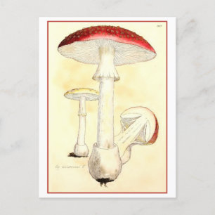 Vintage-Rotfliegenpilz-Illustration Postkarte